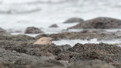 Spotted Sandpiper Probing Sand and Mud for Food on Pacific Coast Beach Stock-Footage 337190875