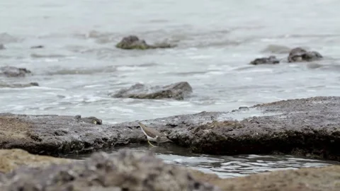 Spotted Sandpiper Probing Sand and Mud for Food on Pacific Coast Beach Video stock 337191353