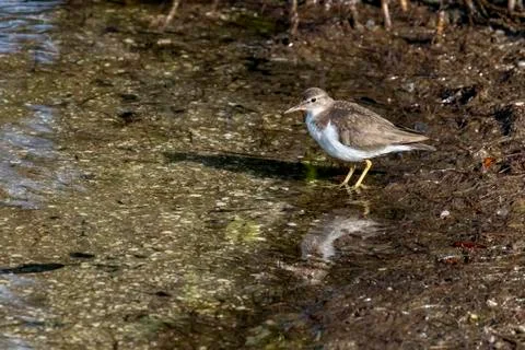 Spotted Sandpiper Reflected Stock Photos