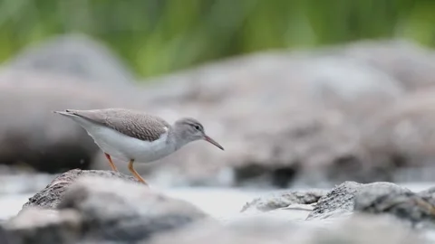 A spotted sandpiper on rocks in a stream Stock Footage 315533355