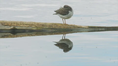 Spotted Sandpiper with ruffled feathers on log, 4k Stock Footage 155602810