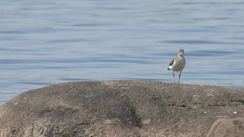 Spotted Sandpiper Standing on a Rock Stock Footage 344048513