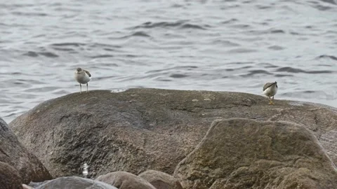 Spotted Sandpipers Walking on Rocks by a Lake Stock Footage 343662577