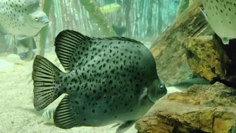 Spotted scad fish Stock Footage 232750194