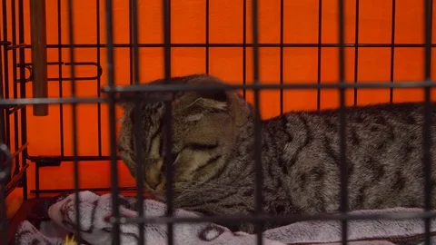 A spotted Scottish Fold cat sits in a cage at cat show Stock Footage 80392586