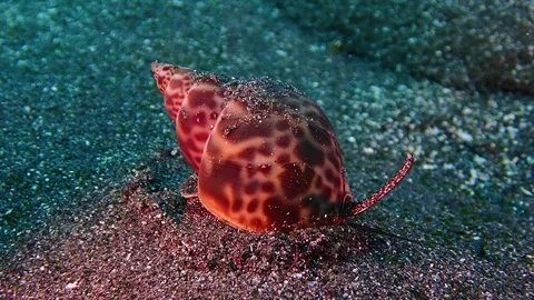 Spotted sea snail crawling on a sandy seafloor Stock Footage 336841027