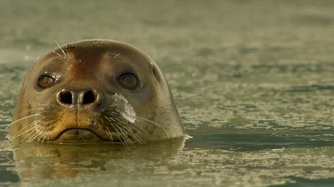 Spotted seal bobs and floats in icy water Stock Footage 108714416
