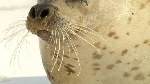 Spotted seal on ice  Stock Footage 108715415