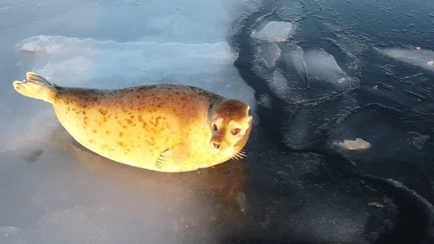 Spotted seal laying on the ice floe and diving. Stock Footage 123737560