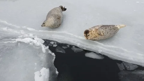 Spotted seals on the ice. Stock Footage 124179550