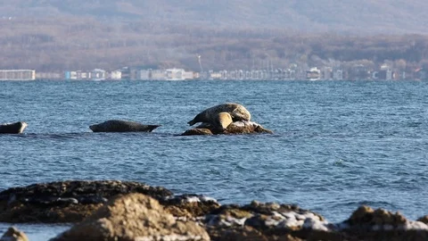 Spotted seals laying on the reef in the sea water at autumn sunset. Stock Footage 123737466