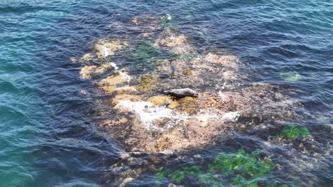 Spotted seals Phoca vitulina lying on a rock in Japanese sea. Vrangel, Russia Stock Footage 282564016