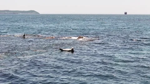 Spotted seals Phoca vitulina lying on a rock in Japanese sea. Vrangel, Russia Stock Footage 282564041