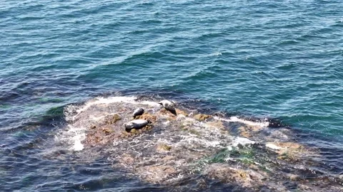 Spotted seals Phoca vitulina lying on a rock in Japanese sea. Vrangel, Russia. Stock Footage 282682334