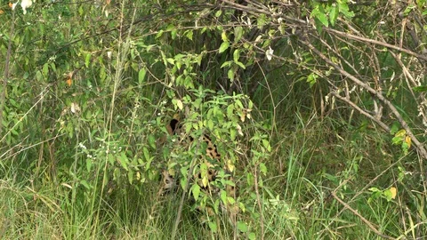 Spotted Serval cat chasing a mouse in the bushes. Stock Footage 127553035