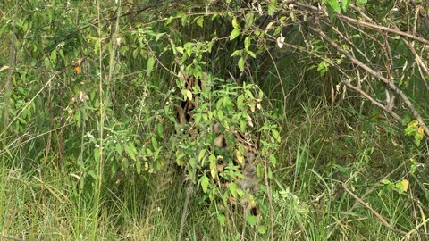 Spotted Serval cat chasing a mouse in the bushes. Stock Footage 127553072