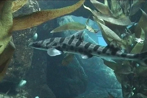 Spotted shark Video stock 110688