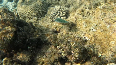 Spotted Sharpnose Fish Swims away and into Crevice in Coral Reef Stock-Footage 303595496