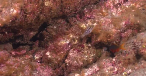 Spotted sharpnose pufferfish displaying on oceanic volcanic rocky reef, Stock-Footage 82583840