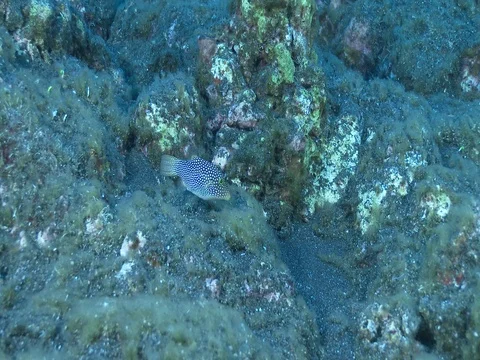 Spotted sharpnose pufferfish feeding on oceanic volcanic rocky reef, Stock-Footage 82584066