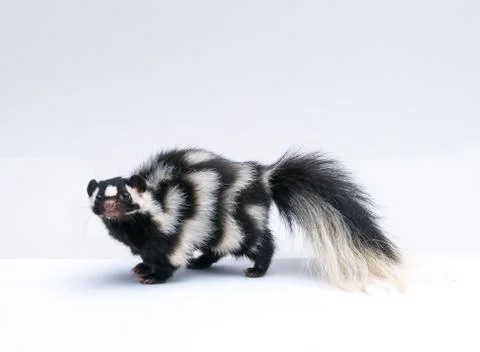 Spotted Skunk on white background Stock Photos