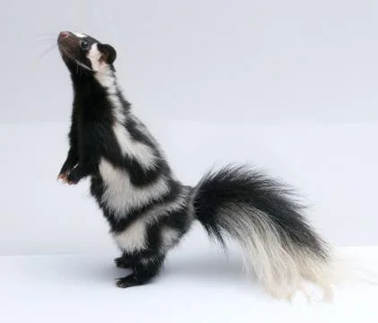 Spotted Skunk on white background Stock Photos