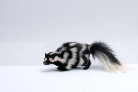 Spotted Skunk on White Background Stock-Fotos