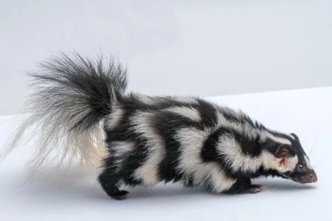 Spotted Skunk on White Background Stock Photos