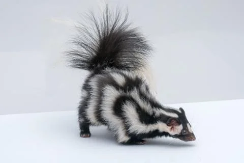 Spotted Skunk on White Background Stock Photos