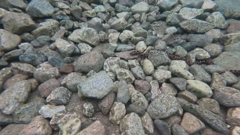 Spotted snake eel among coral reef marine life scuba diving in the Red Sea  動画素材 251705146