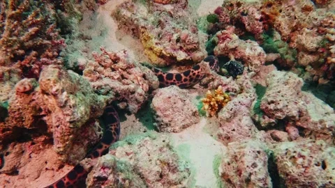 Spotted Snake Eel on Coral Reef  Underwater Marine Life Footage Video stock 316692774