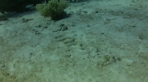 Spotted snake eel Video stock 52115979