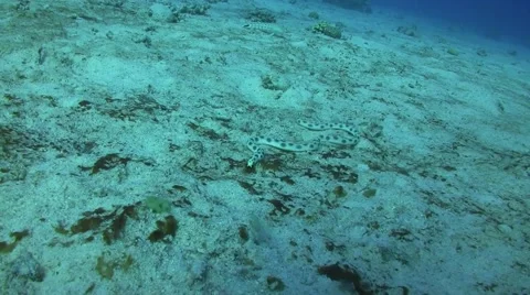 Spotted snake eel Stock Footage 63468641