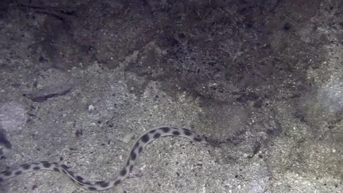 Spotted snake-eel Video stock 78314095