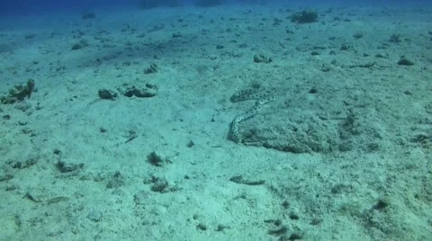 Spotted snake eel - myrichthyis macolosus Video stock 63466738