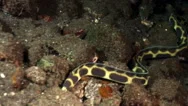 Spotted Snake Eel (Myrichthys Maculosus) Stock Footage