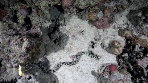 Spotted snake-eel (Myrichthys tigrinusell) hunting in the night Red sea Egypt Video stock 80317951