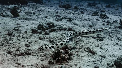 Spotted Snake Eel Resting on Sandy Ocean Floor Stock Photos