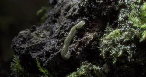 Spotted Snake Millipede Macro 4k+ Stock-Footage 210221253
