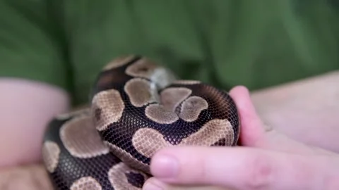 Spotted snake royal python sticks out its tongue and crawls gracefully down the Stock-Footage 279730446