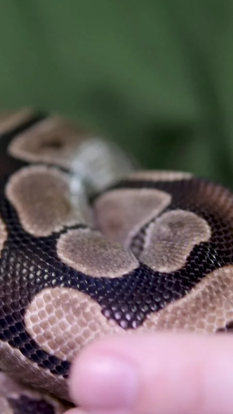 Spotted snake royal python sticks out its tongue and crawls gracefully down the Stock-Footage 279916110