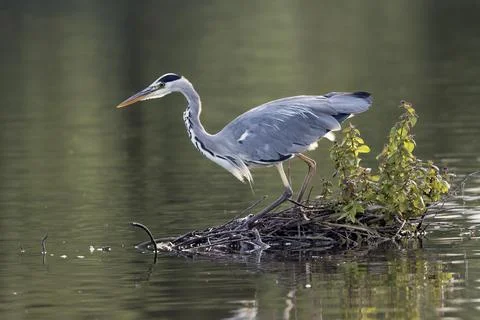 Spotted something Stock Photos