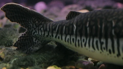 Big Catfish Fish in the Aquarium. Spotted Catfish. Stock Image