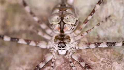 Spotted spider closeup Stock Footage 71613105