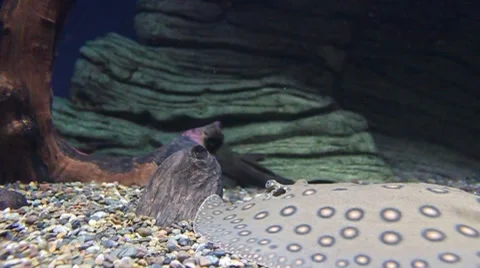 Spotted Sting Ray Stock Footage 8359889