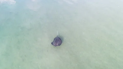 Spotted stingray Stock Footage 149764967