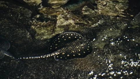 A spotted stingray swims underwater Stock Footage 334108284