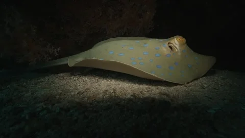 Spotted stingray under a reef slow motion Stock Footage 311364265