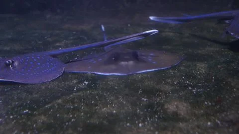 Spotted Stingrays Swimming in the Ocean Deep Stock Photos
