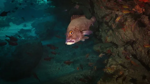 Spotted Sweet Lips Hangs out in Cave: Lord Howe Island Stock Footage 250794635